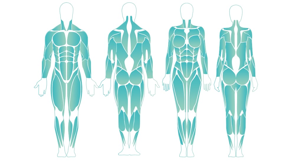 Interactive Human Body Muscle Diagram - Male and Female diagrams - 1